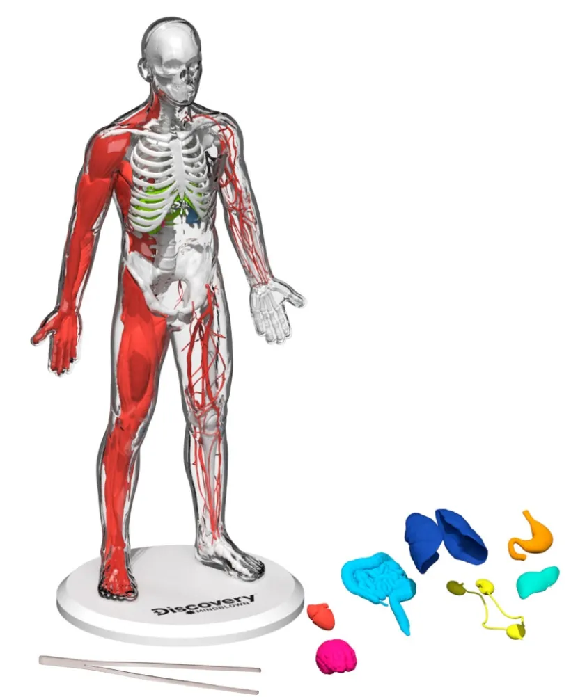 Discovery - Toy Anatomy Human Kit Glow in the Dark 28pc